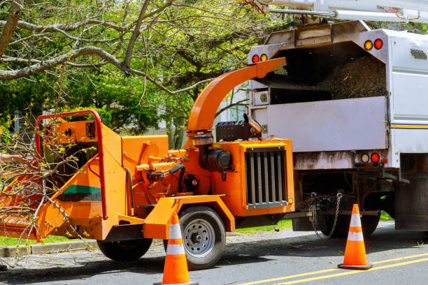 The Steps Involved in Our Tree Care Process in Gregory, SD